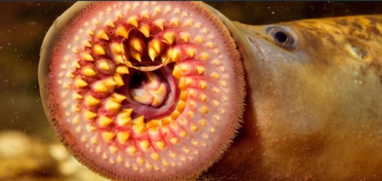 Hewan Purba di Indonesia Lamprey