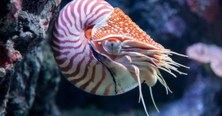 Hewan Purba di Indonesia Nautilus