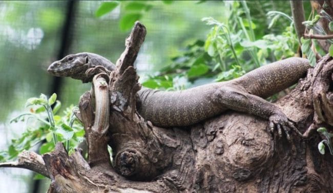 Hewan Purba di Indonesia Salamander Raksasa