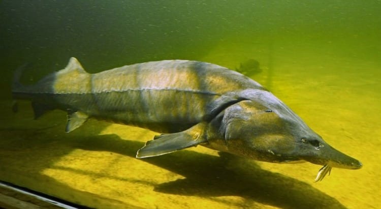 Hewan Purba di Indonesia Sturgeon