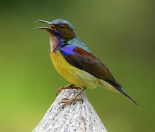 Jenis Burung Kolibri Kelapa Manggar