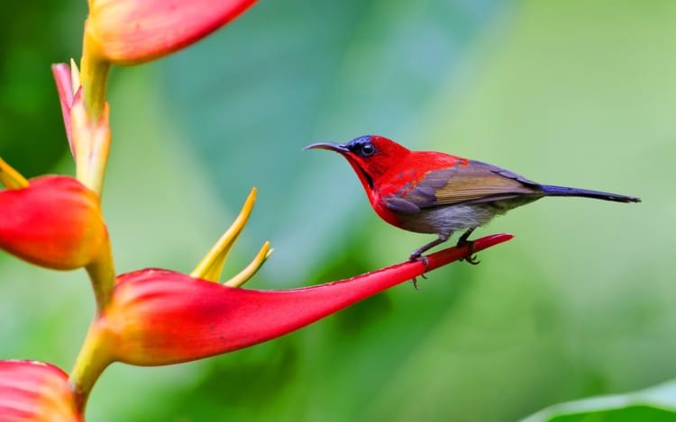 Jenis Burung Kolibri Sepah Raja