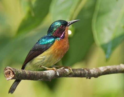 Jenis Burung Kolibri Wulung Kaca