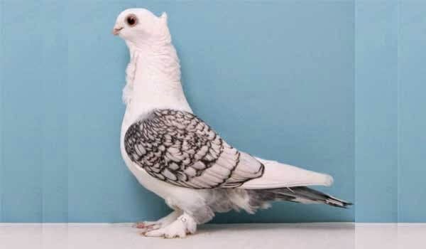 burung Merpati satinette Oriental Frill