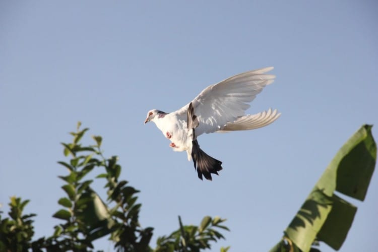 burung merpati