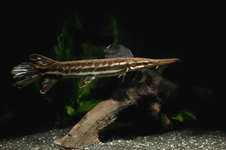 tropical gar