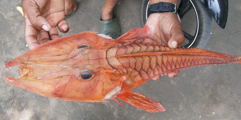 ikan laut dalam