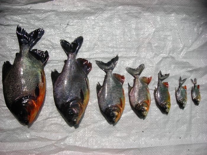 ikan bawal 