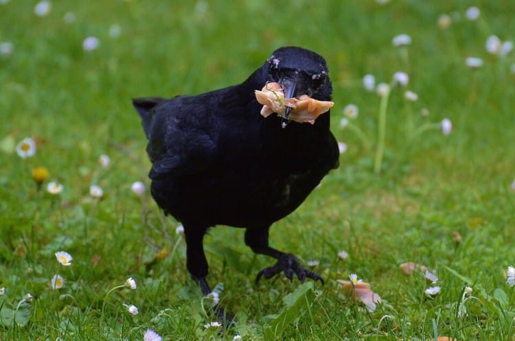 kecerdasan burung gagak