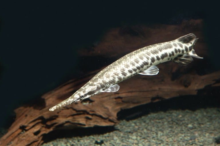 Florida Gar