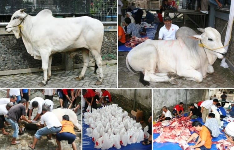 hukum qurban