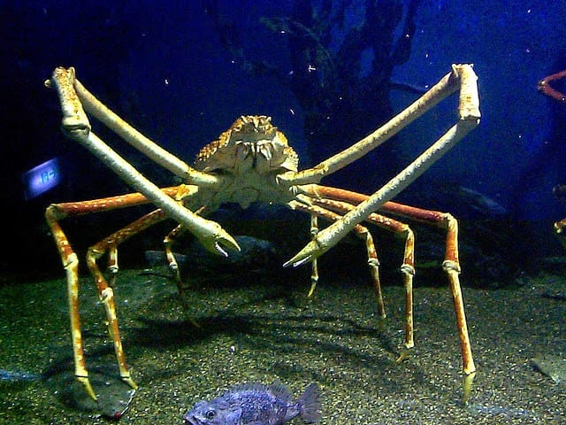 ikan laut dalam