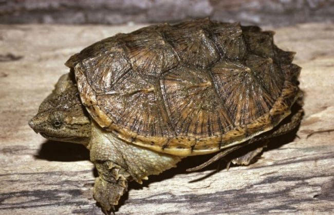 jenis kura-kura peliharan Kura-Kura Common Snapping Turtle (Chelydra serpentina)