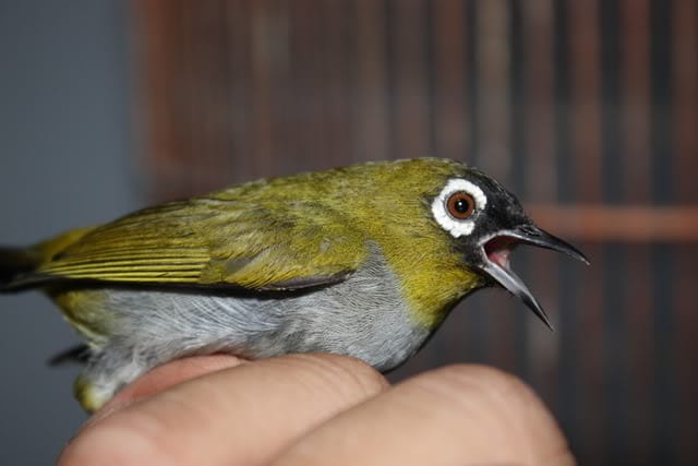 jenis burung pleci terbaik