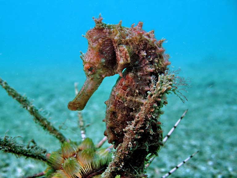 ciri ciri kuda laut kuda laut bersembunyi diantara bioma