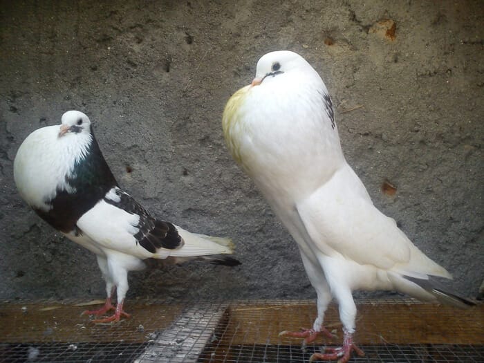 burung merpati gondok