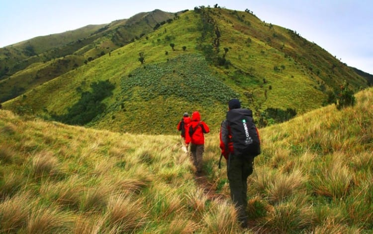 padang rumput merbabu