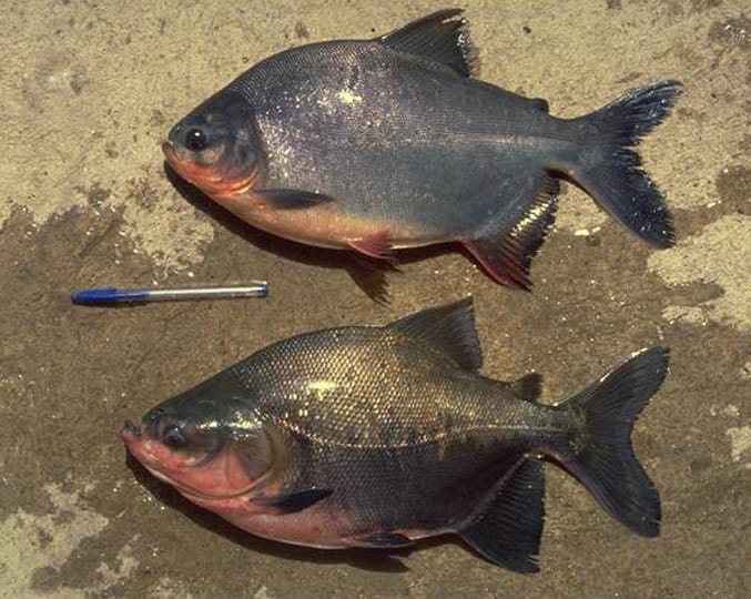 membedakan ikan bawal jantan dan betina