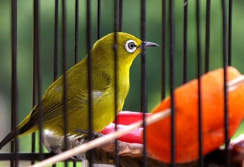 salah satu jenis burung pleci