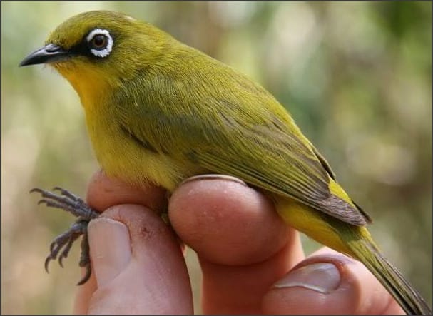 jenis burung pleci