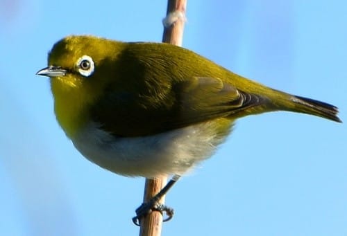 macam-macam burung pleci