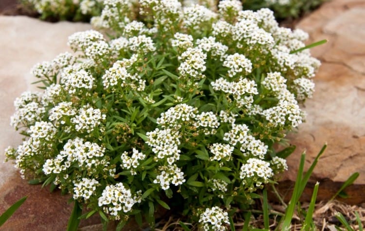 Sweet Alyssum