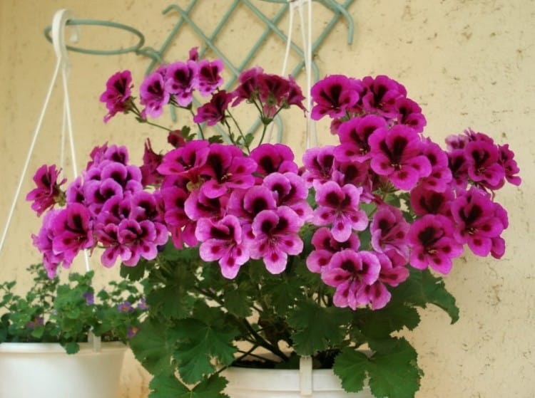 Tanaman Geranium