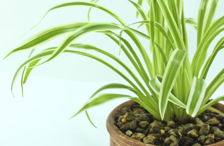 Tanaman Spider Plant