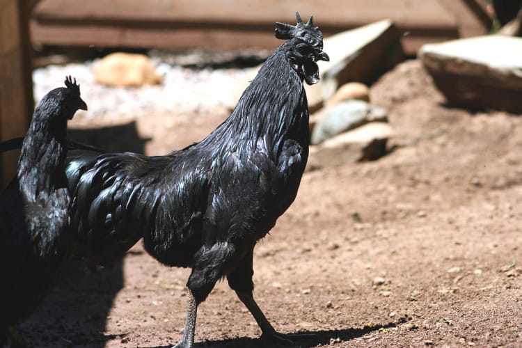 ayam cemani berasal dari indonesia