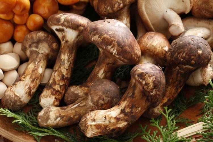 jamur matsutake sulit ditemui