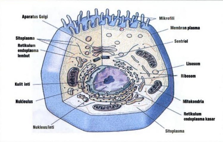 fungsi organel sel