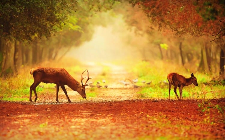 gambar kijang di hutan