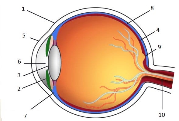 10+ Bagian Mata Dan Fungsinya, Lengkap Dengan Gambar