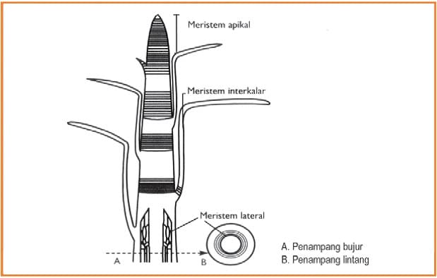 meristem apikal