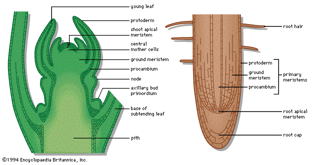 meristem apikal