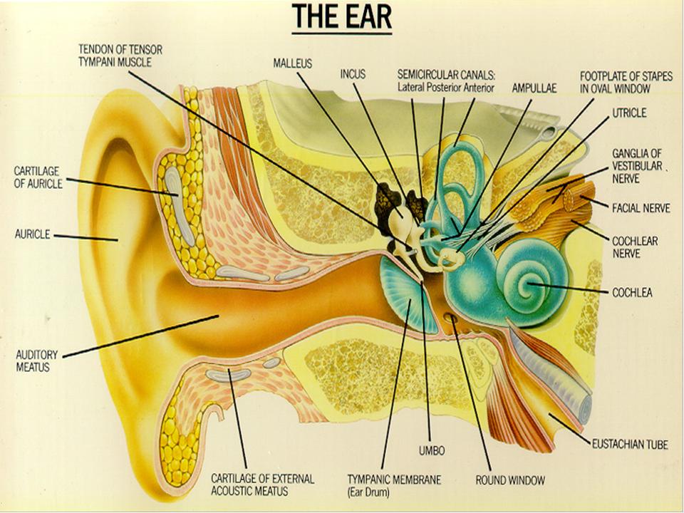 Telinga Tengah