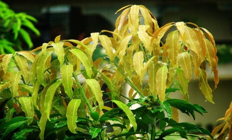 Gambar pohon mangga di bagian daun Gambar pohon mangga di bagian daun