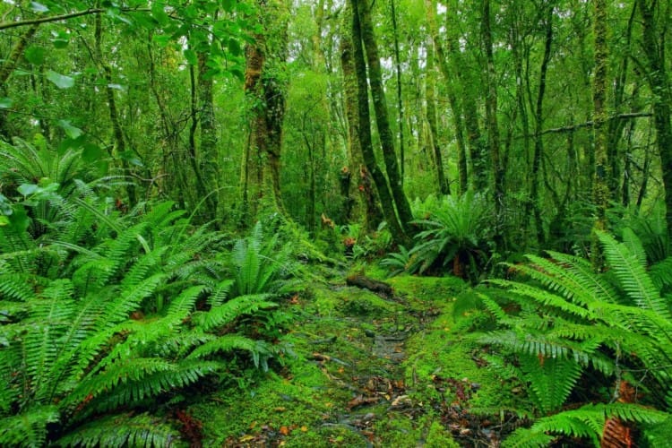 Ciri-ciri Serta Kehidupan Organisme Ekosistem Hutan Hujan Tropis