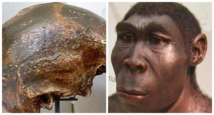 Pengertian Homo Soloensis