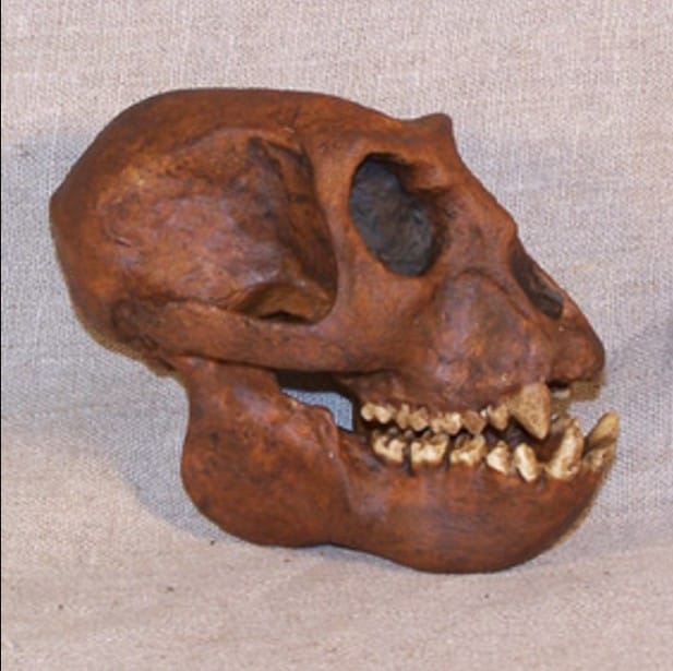 Meganthropus Paleojavanicus