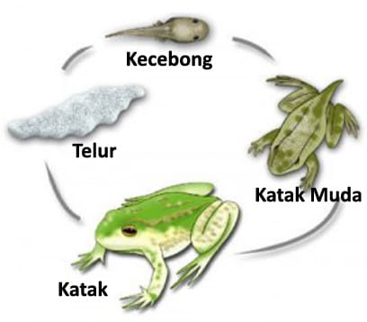 Metamorfosis Katak