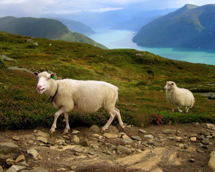 kambing di lembah