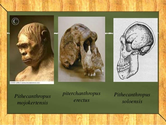 PITHECANTHROPUS MOJOKERTENSIS