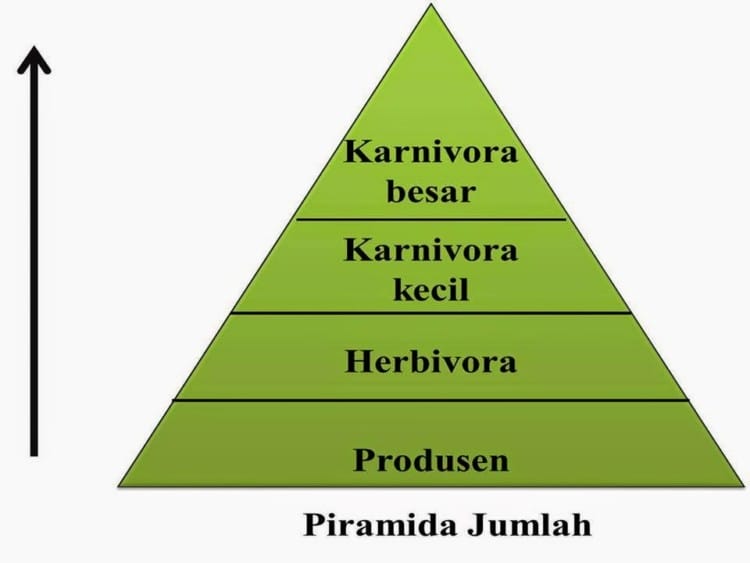 Pengertian Piramida Ekologi Beserta Jenis-jenisnya Lengkap