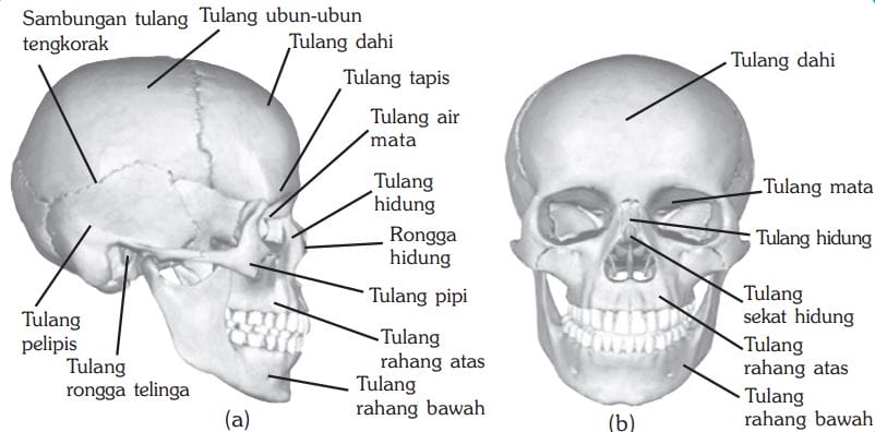 gambar kerangka manusia