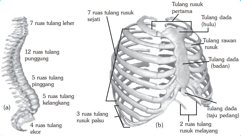 gambar kerangka manusia