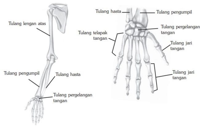 Tulang gelang bahu tersusun dari sepasang tulang dada dan tulang