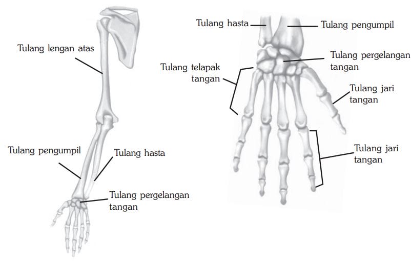 gambar kerangka manusia