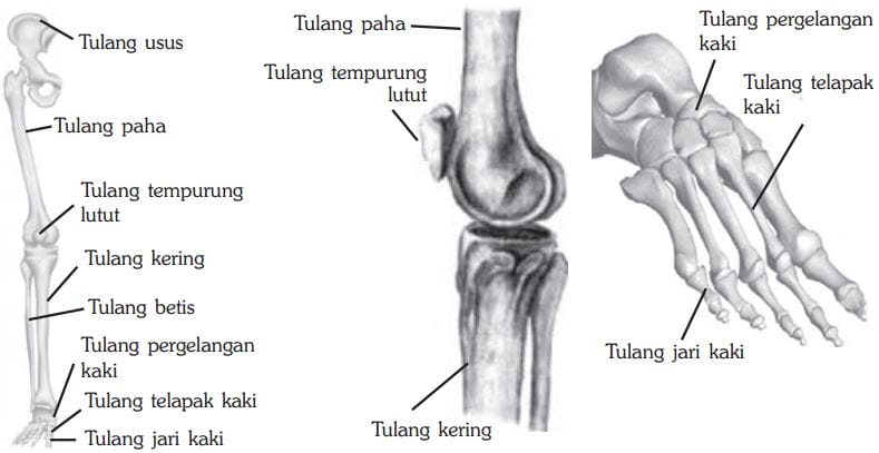 gambar kerangka manusia