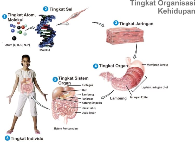 Tingkat Organisasi Kehidupan